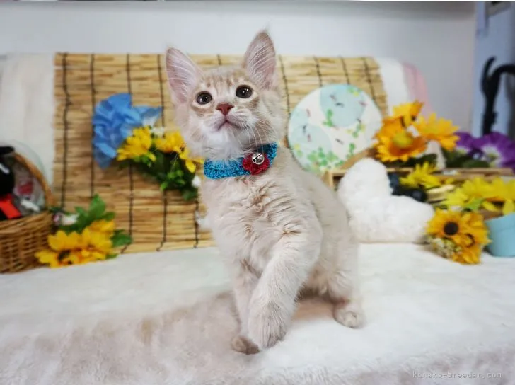 ID:2108-00533の子猫