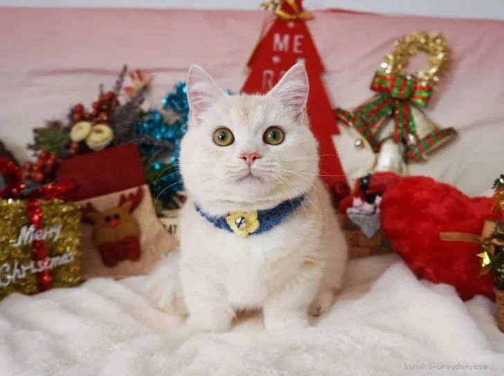 ID：1908-01491の子猫