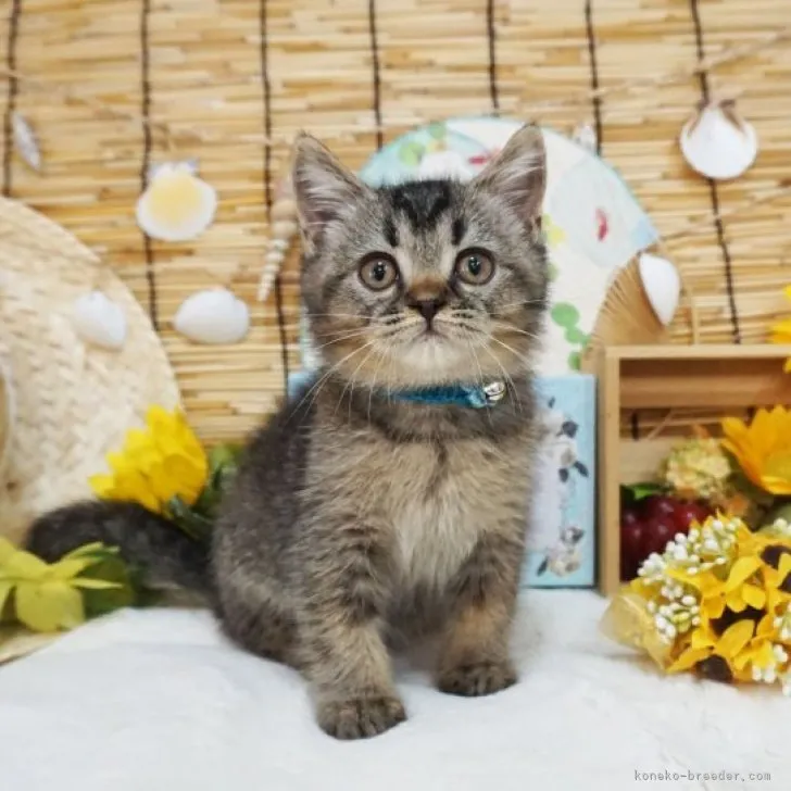 MM 様のお迎えした子猫