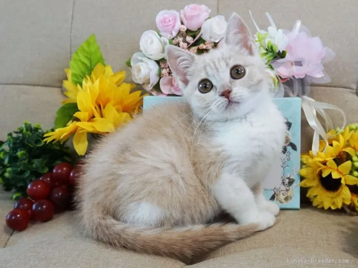 ID：1806-01135の子猫