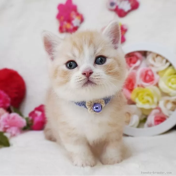 T.O 様のお迎えした子猫