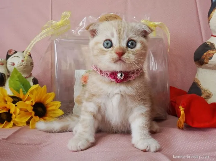 ID:1908-00487の子猫