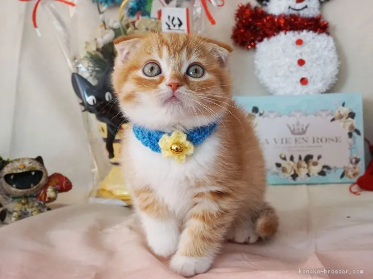 ID：1901-00379の子猫