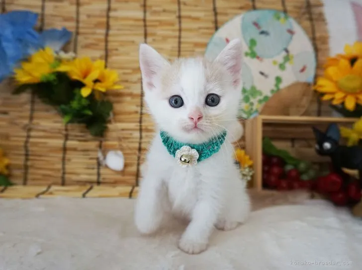 ひまわり 様のお迎えした子猫