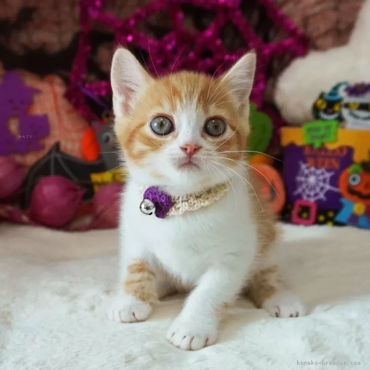 ID：2409-01119の子猫