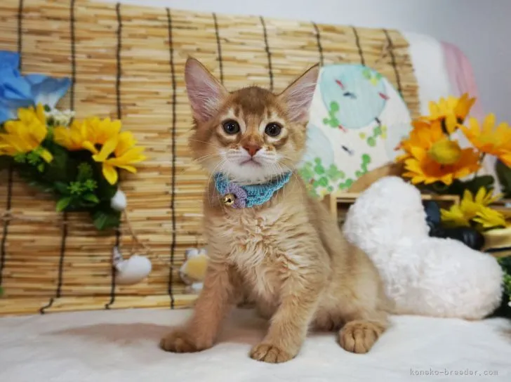 ID:2108-00535の子猫