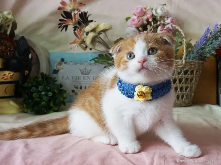 ID：1905-01914の子猫