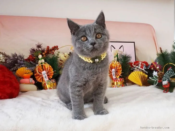 ID：1912-00221の子猫