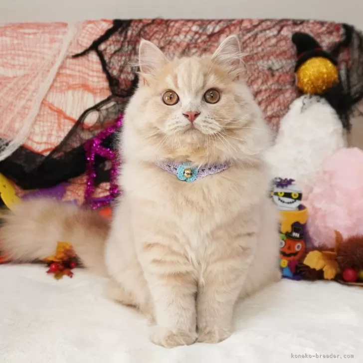 ID:2406-02416の子猫