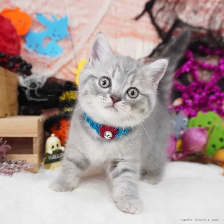 ID:2410-02370の子猫