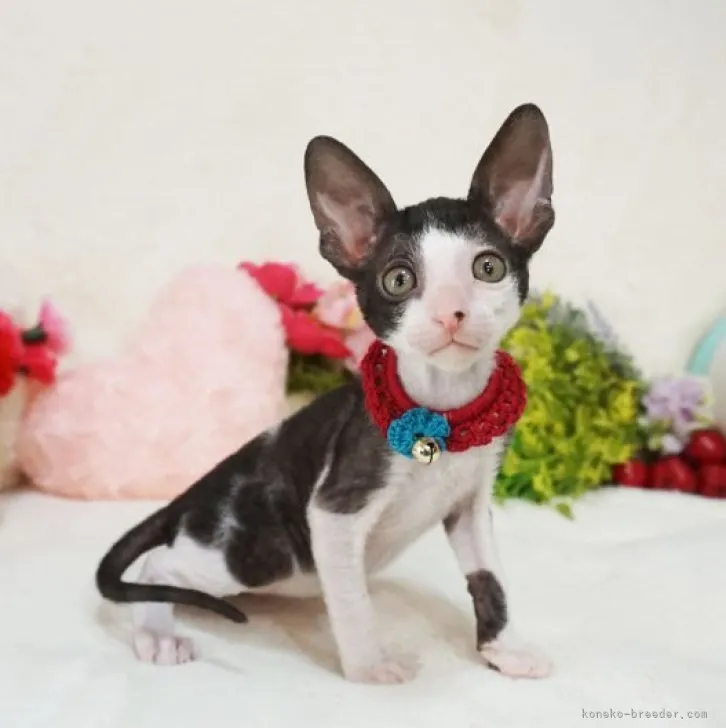 ID:2305-02419の子猫
