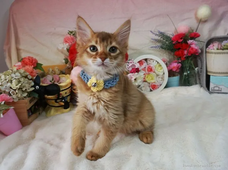 ID:2004-00755の子猫