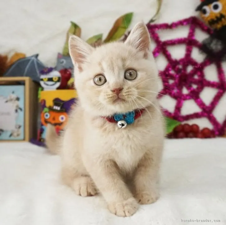 ひか 様のお迎えした子猫