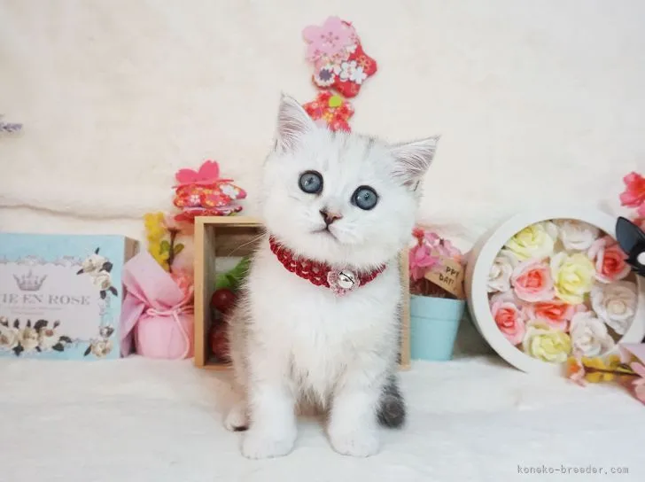 にしちゃん 様のお迎えした子猫