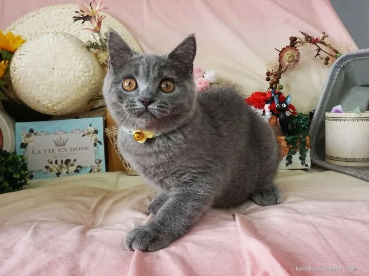 ID：1905-01849の子猫