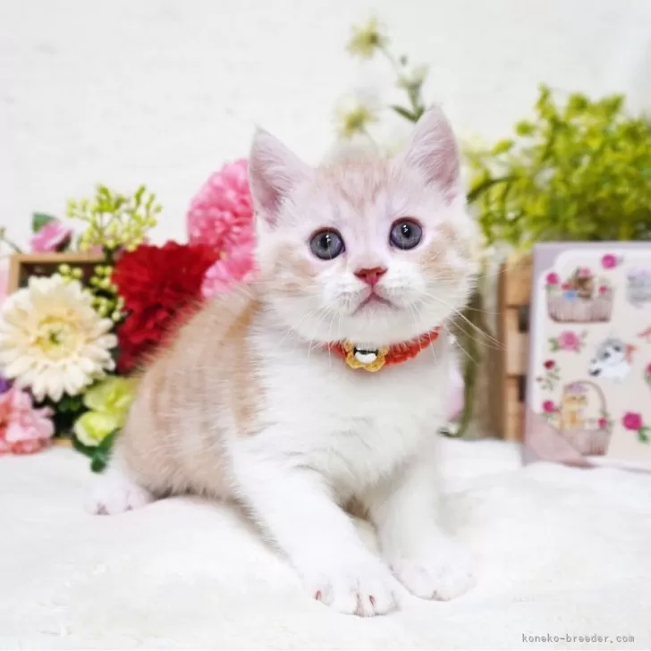 ID:2405-03757の子猫