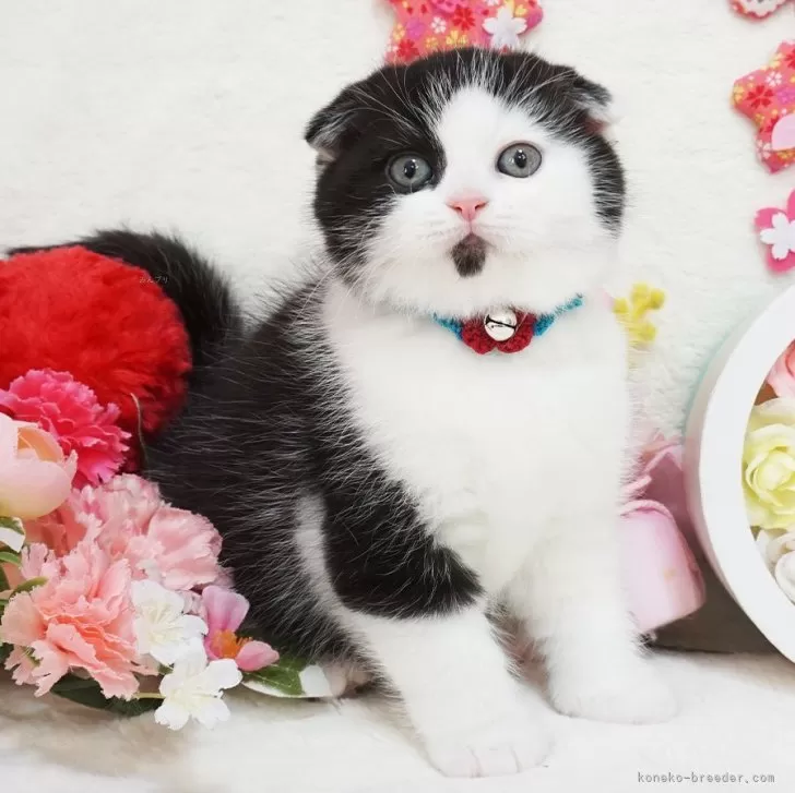 粒あん 様のお迎えした子猫