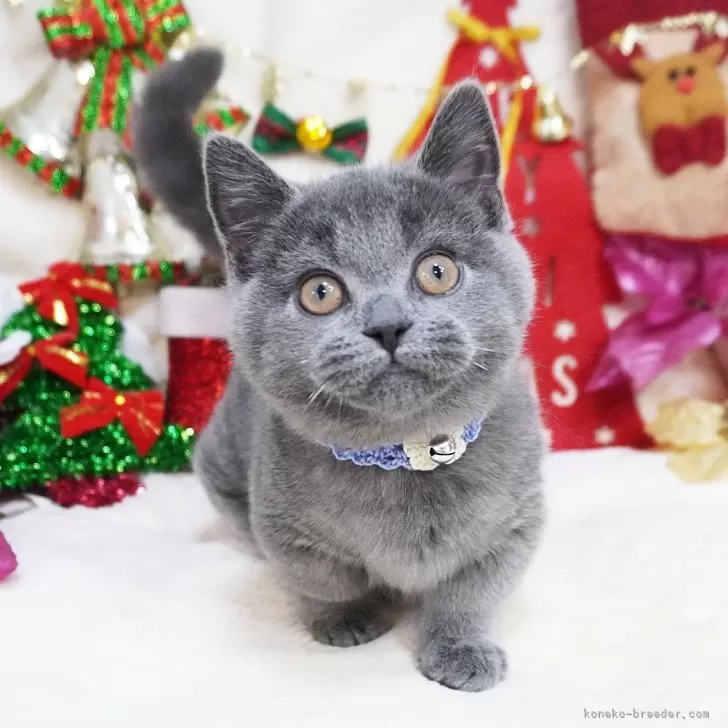 ID:2410-02458の子猫