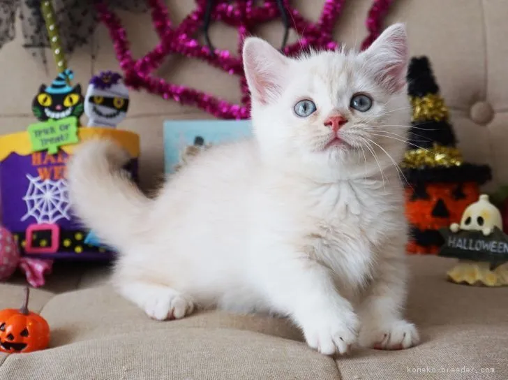 ID：1809-00986の子猫