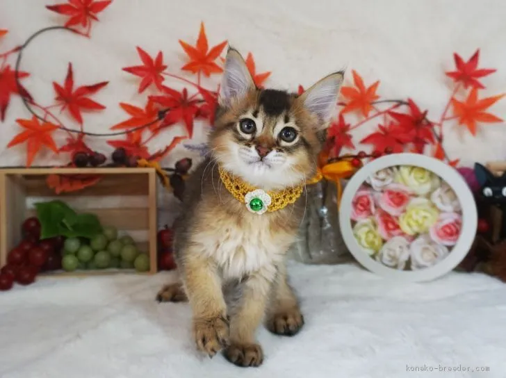 きよ 様のお迎えした子猫