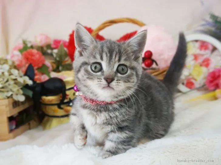 なつなこ 様のお迎えした子猫