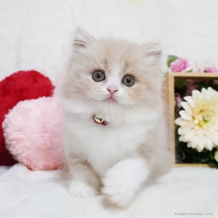ID：2406-00969の子猫