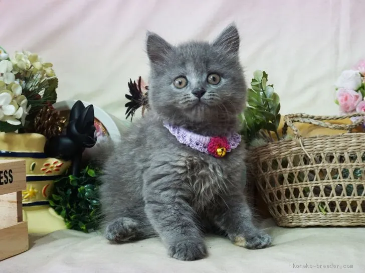 ID：1906-02134の子猫