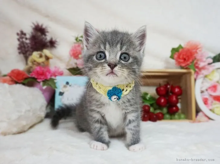 K 様のお迎えした子猫