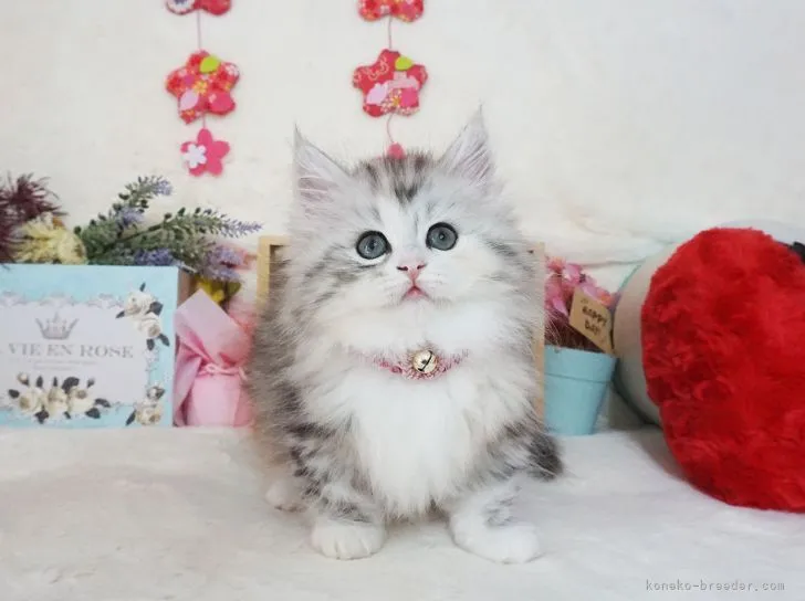 ID：2104-02112の子猫