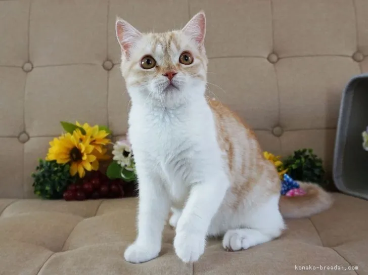 ID：1807-00039の子猫