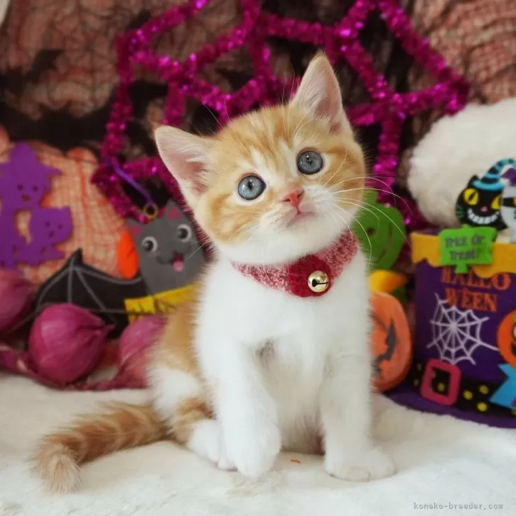 ねね 様のお迎えした子猫