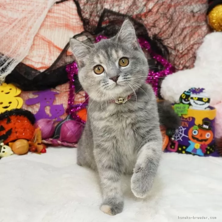 ID:2408-00052の子猫