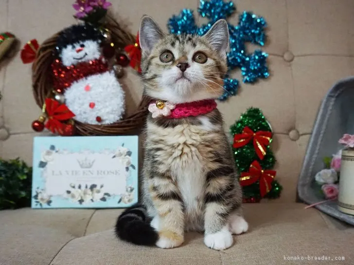 ココちゃん 様のお迎えした子猫