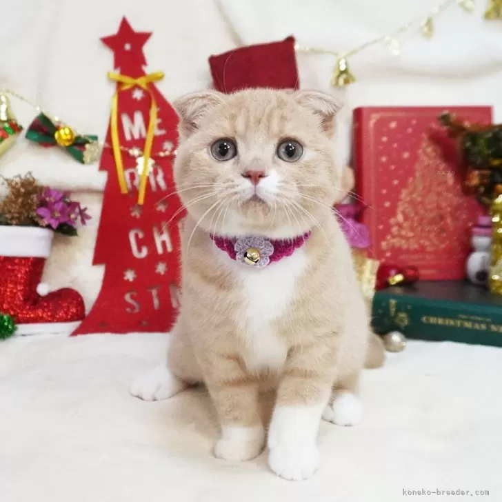 ID:2412-00414の子猫