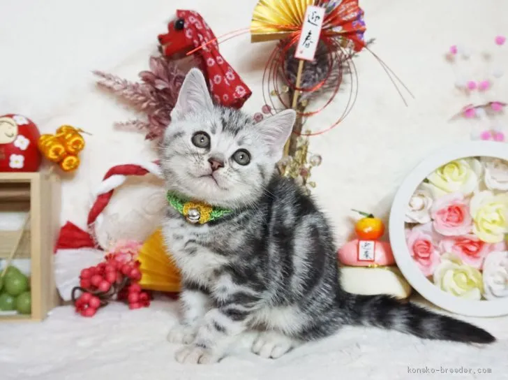 あずき 様のお迎えした子猫