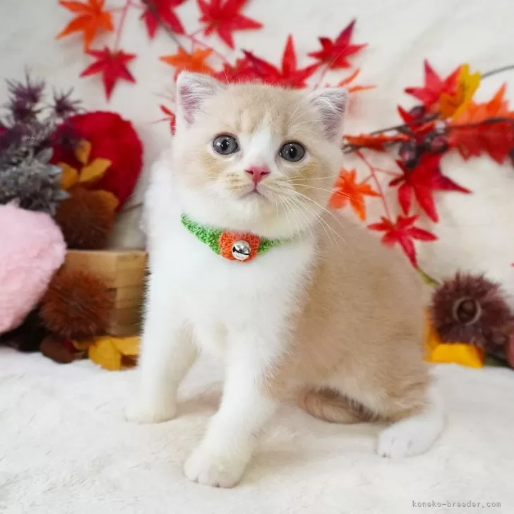 ID：2411-00553の子猫