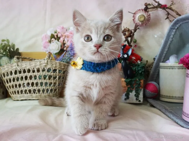 ID：1906-01862の子猫