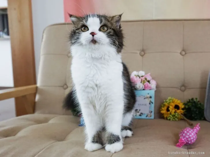 もじゃる 様のお迎えした子猫