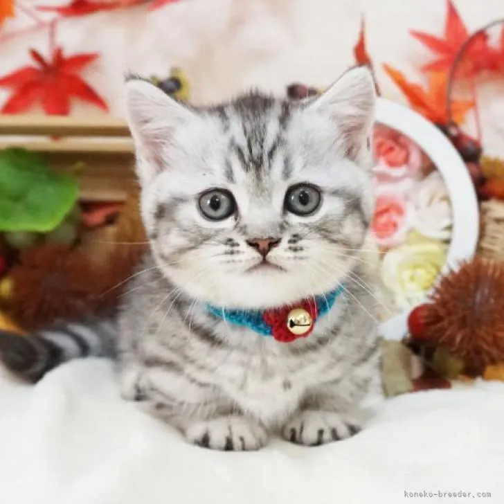ID：2210-03071の子猫