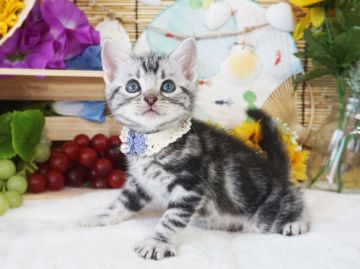 アメリカンショートヘア【大阪府・男の子・2020年5月17日・シルバータビー】の写真「とっても甘えん坊。遊ぶの大好き。」