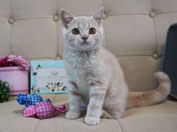 ブリティッシュショートヘア【大阪府・女の子・2018年3月5日・クリーム】の写真「とっても甘えん坊。遊ぶの大好き。」