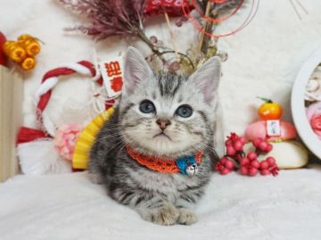 アメリカンショートヘア【大阪府・男の子・2020年11月12日・シルバータビー】の写真「とっても甘えん坊。遊ぶの大好き。」