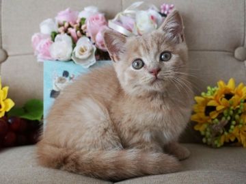 スコティッシュフォールド(立ち耳)【大阪府・女の子・2018年6月15日・クリームマッカレルタビー】の写真「おっとりしています。少し慎重。」