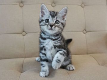 スコティッシュフォールド(立ち耳)【大阪府・男の子・2018年3月21日・シルバータビー】の写真「とっても人懐っこい子です。遊ぶの大好き！」