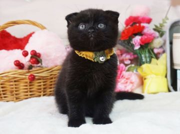 スコティッシュフォールド(折れ耳)【大阪府・男の子・2020年2月23日・ブラック】の写真「おめめがクリクリ。遊ぶのが大好き。」