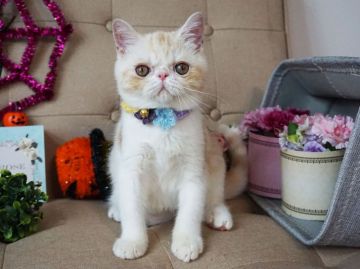 エキゾチックショートヘア【大阪府・男の子・2018年6月1日・クリームタビー&ホワイト】の写真「とっても人懐っこい子です。遊ぶの大好き！」