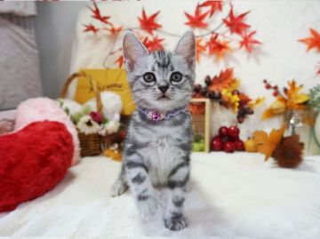 アメリカンショートヘア【大阪府・女の子・2020年7月30日・シルバータビー】の写真「とっても甘えん坊。遊ぶの大好き。」