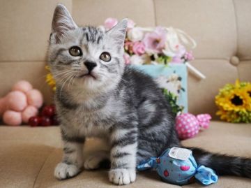 アメリカンショートヘア【大阪府・女の子・2018年6月1日・シルバータビ】の写真「とっても甘えん坊。遊ぶの大好き。」