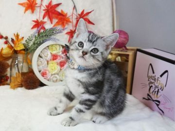 アメリカンショートヘア【大阪府・男の子・2020年7月30日・シルバータビー】の写真「とっても甘えん坊。遊ぶの大好き。」