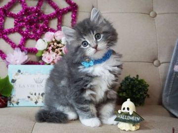 ノルウェージャンフォレストキャット【大阪府・男の子・2018年9月1日・ブルータビー&ホワイト】の写真「とっても人懐っこい子です。遊ぶの大好き！」